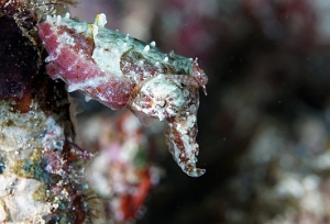 Raja Ampat 2019 - DSC08209_rc - Crinoid cuttlefish - Seiche des crinoides - Sepia sp 2